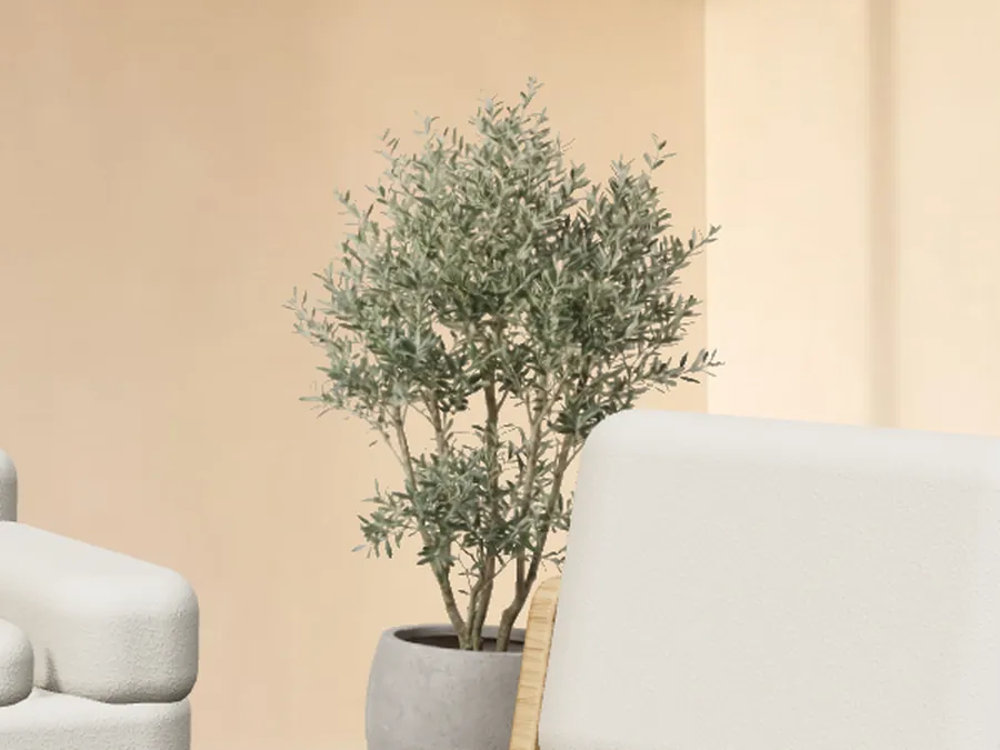 An olive tree placed in the room from a transparent product photo